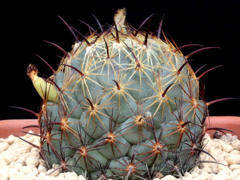 Coryphantha cornifera 