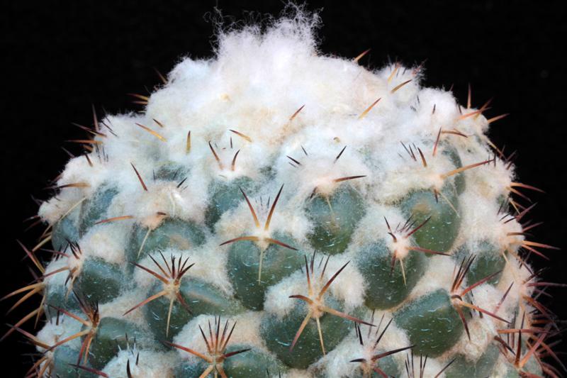 Coryphantha elephantidens 