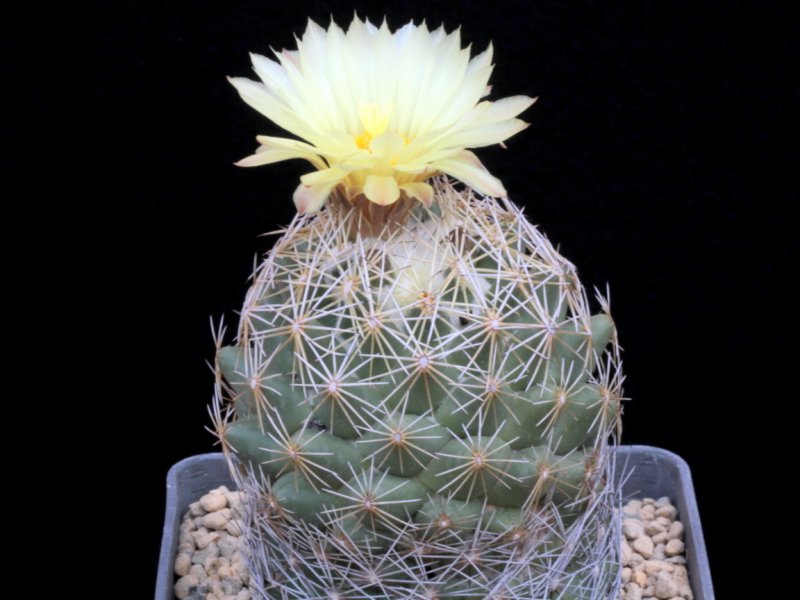 Coryphantha cornifera f. malitierrarum PAN 233