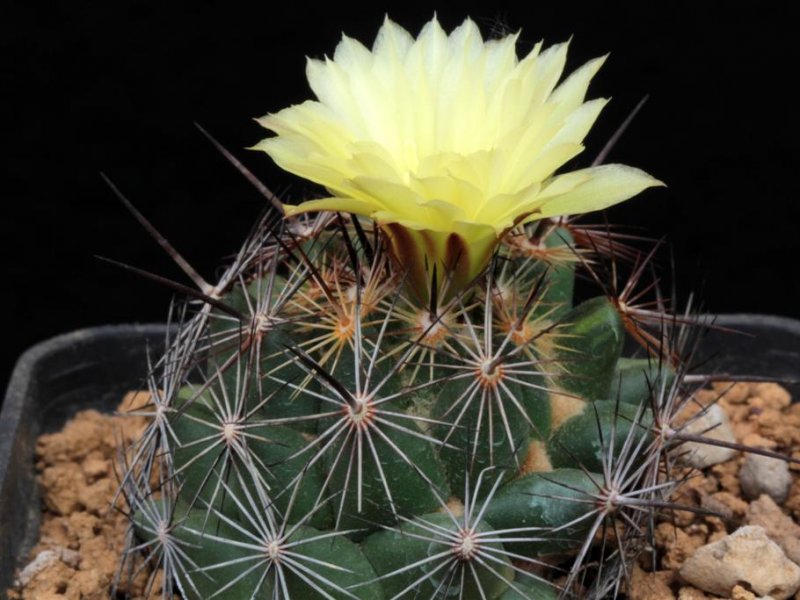 coryphantha pseudoechinus ssp. laui