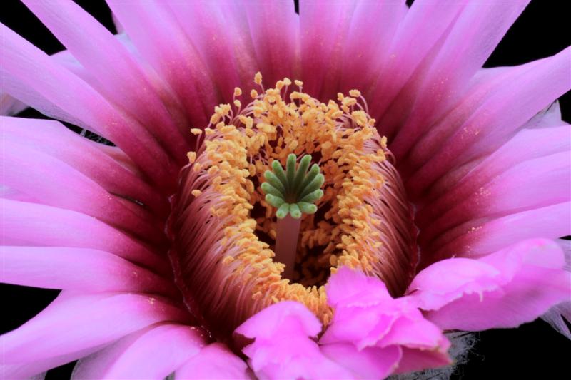 Echinocereus fitchii ssp. albertii 