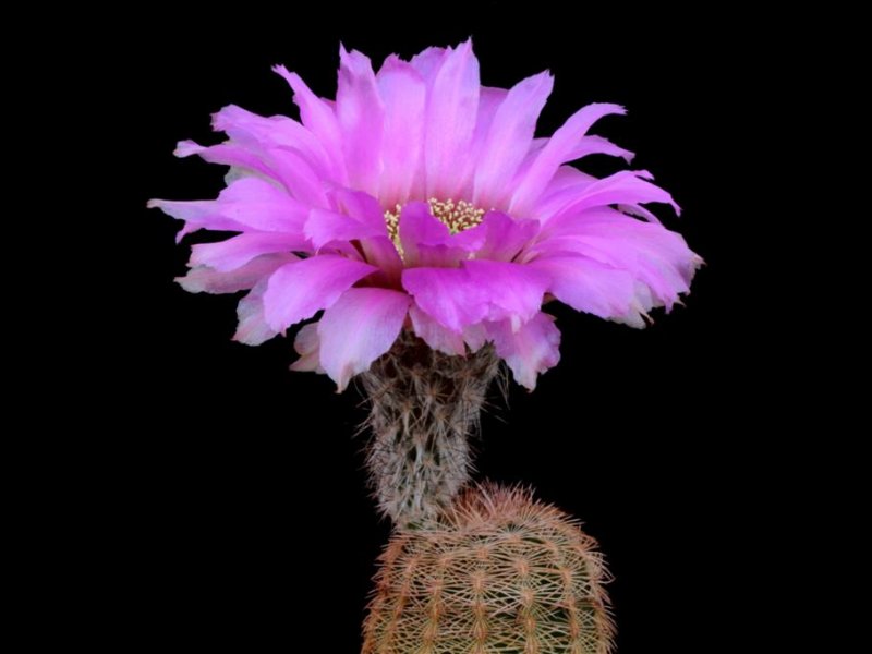 Echinocereus reichenbachii 