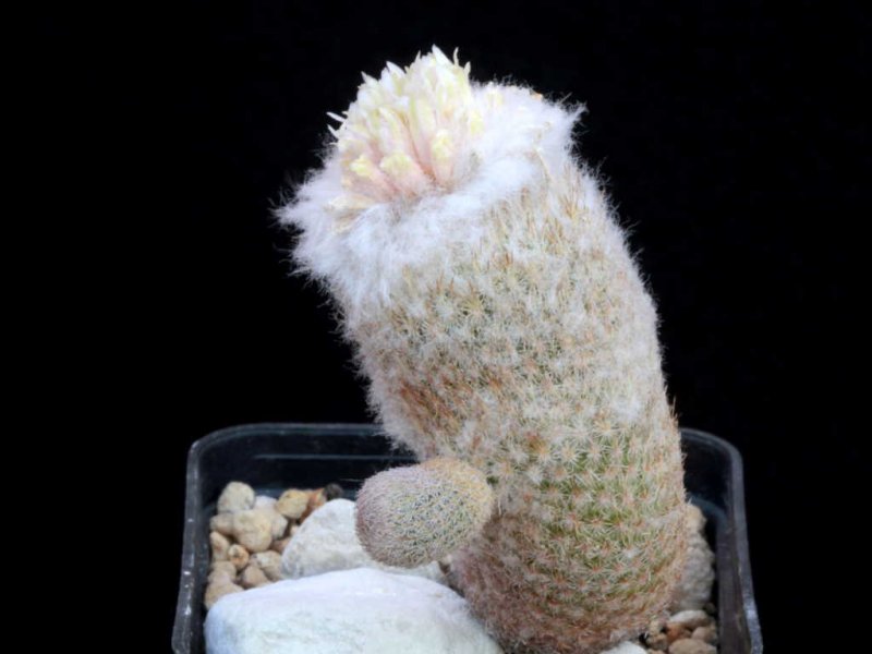 Epithelantha polycephala Z 44