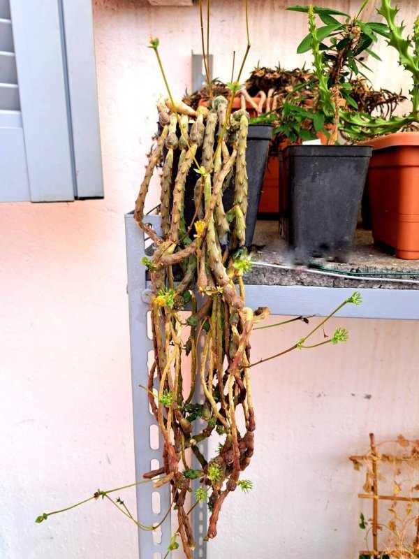 Euphorbia ornithopus 