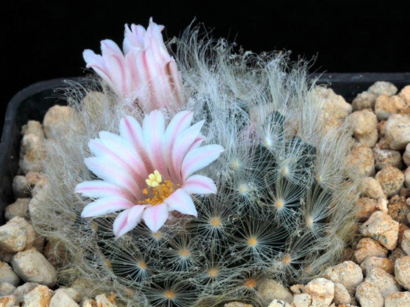 mammillaria aureilanata v. alba