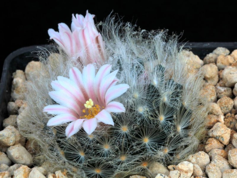 Mammillaria aureilanata v. alba 