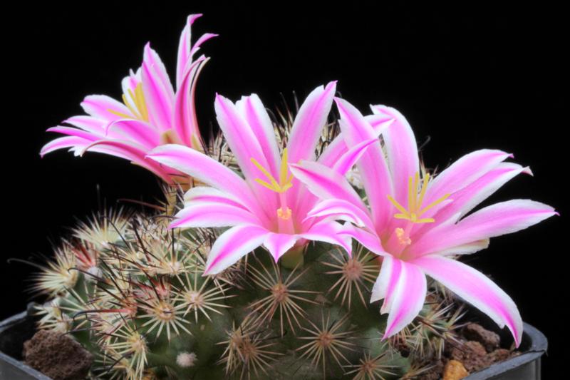 Mammillaria blossfeldiana 