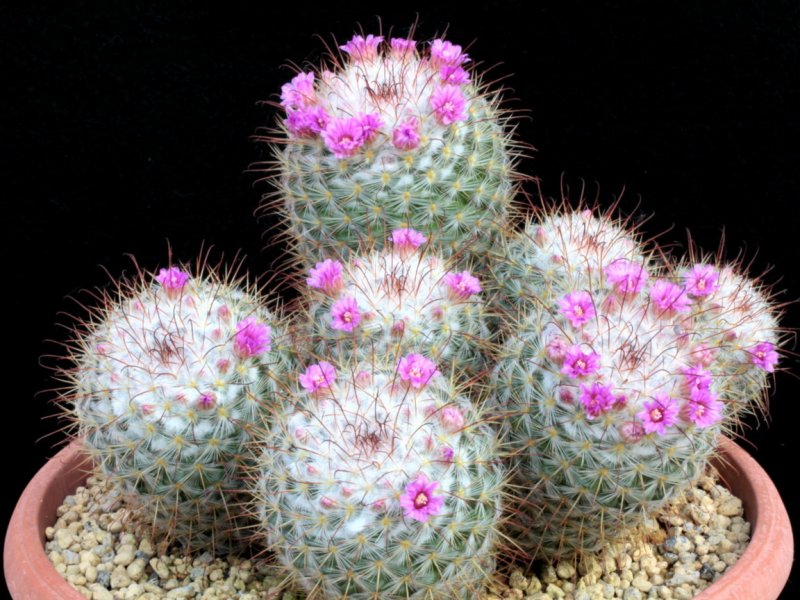 Mammillaria bombycina 