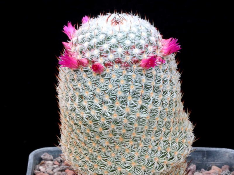 Mammillaria haageana 