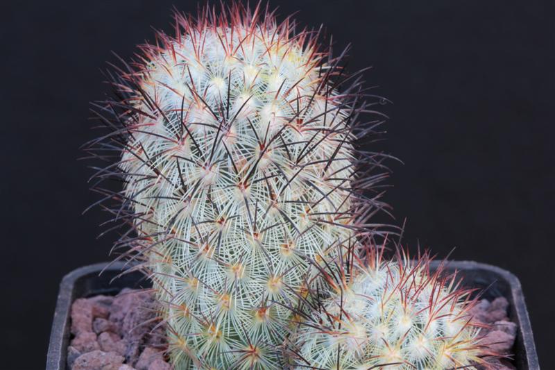 Mammillaria microhelia 