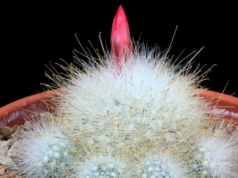 Mammillaria senilis 