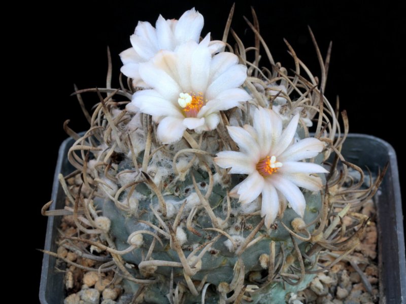 Turbinicarpus macrochele ssp. frailensis 