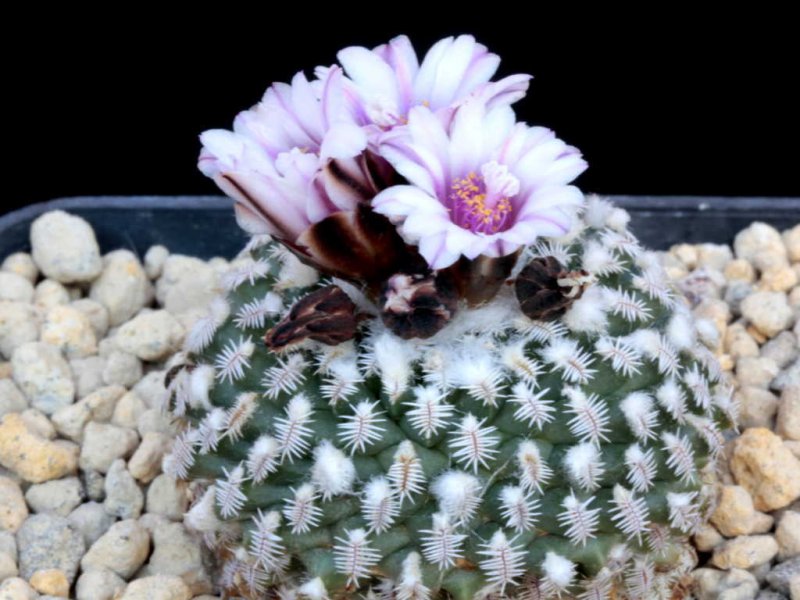 Turbinicarpus pseudopectinatus 