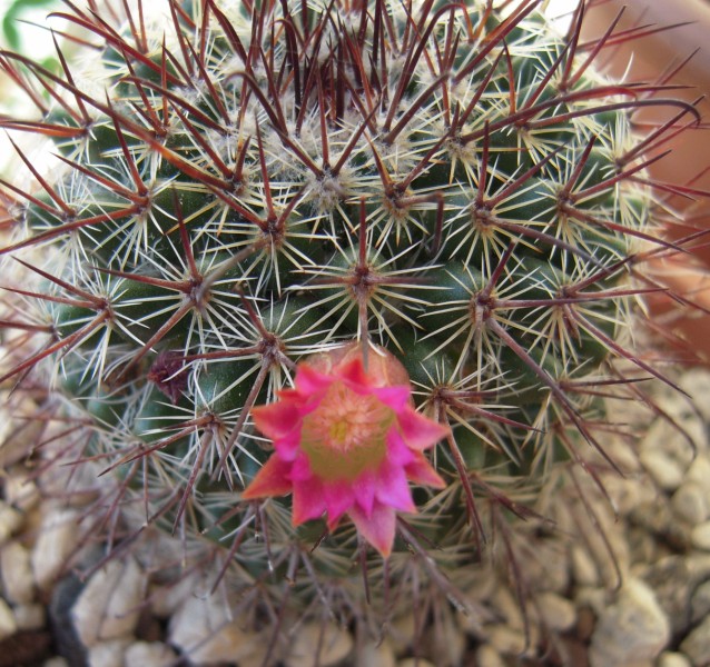 Mammillaria hubertmulleri 