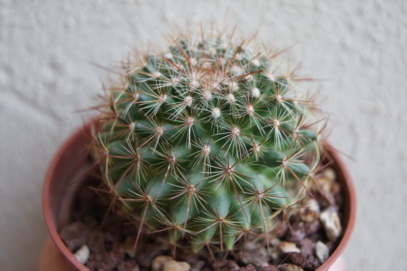 mammillaria rhodantha ginsa-maru? 8