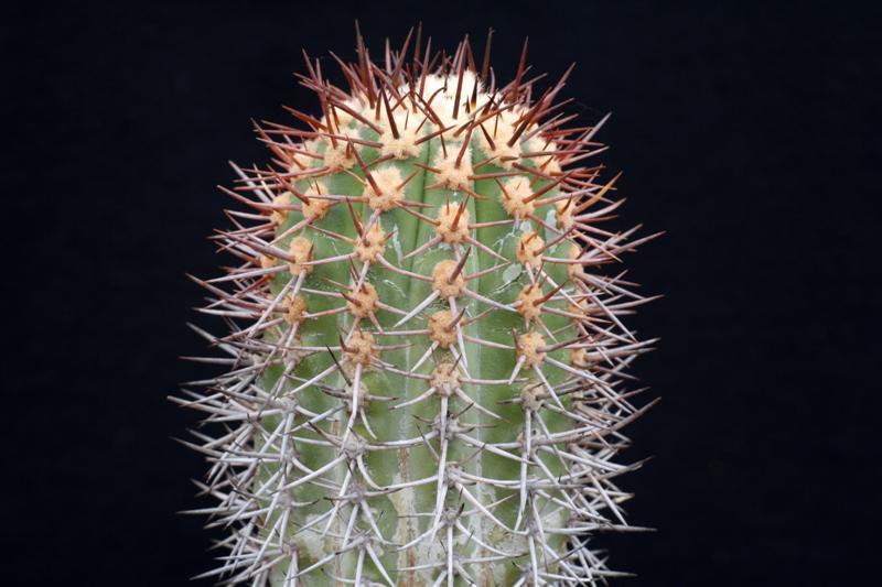 Copiapoa calderana 