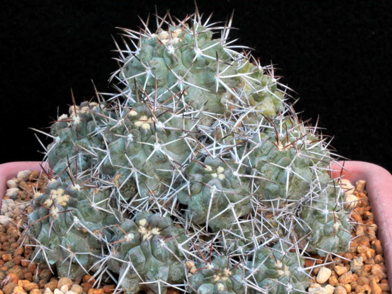 Copiapoa fiedleriana 