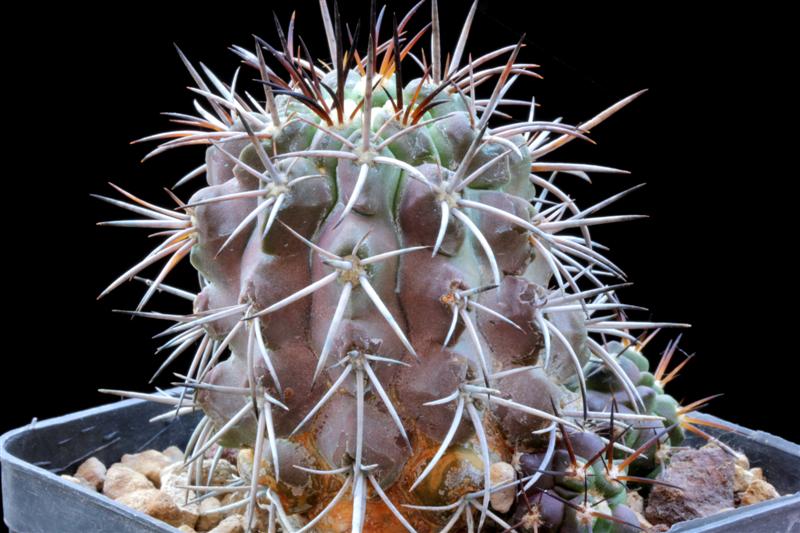 Copiapoa vallenarensis KK 91