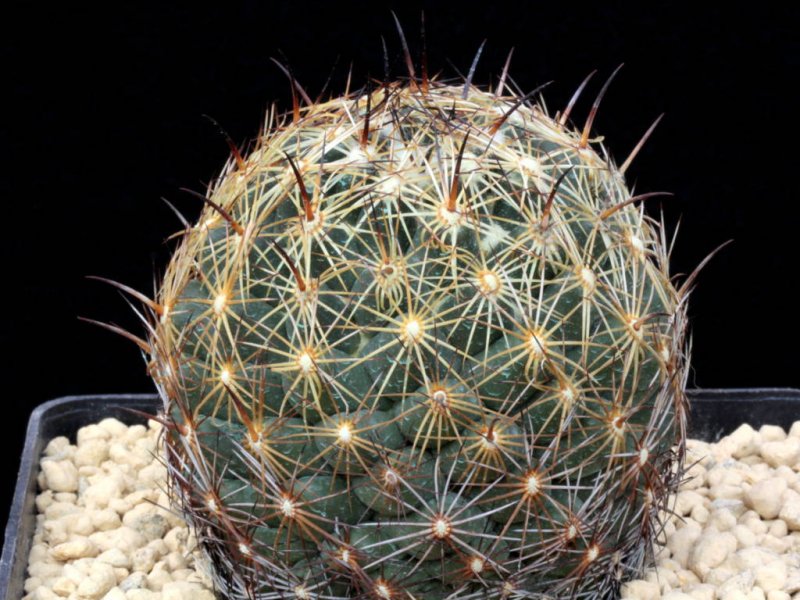 Coryphantha cornifera ORB 3.31