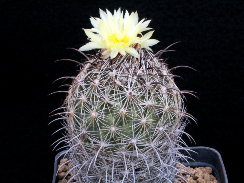Coryphantha delaetiana RS 1101