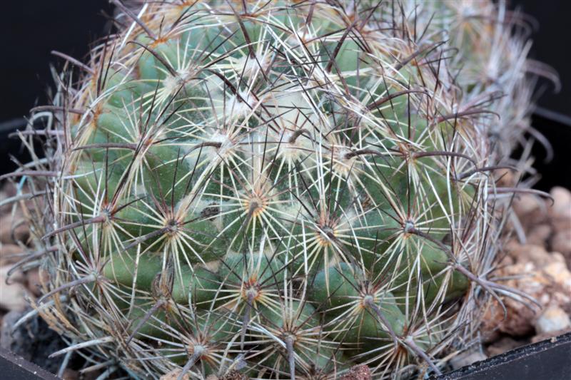 Coryphantha compacta SB 42