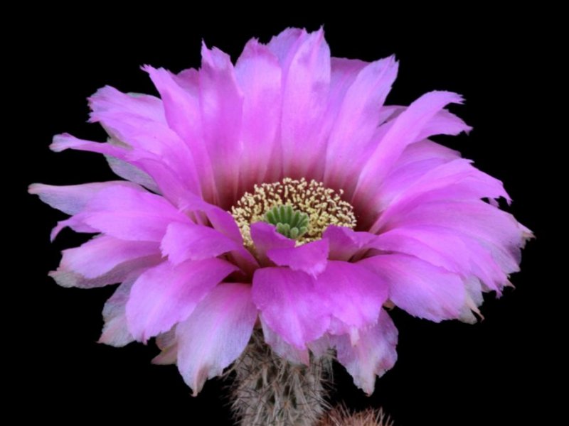 Echinocereus reichenbachii 