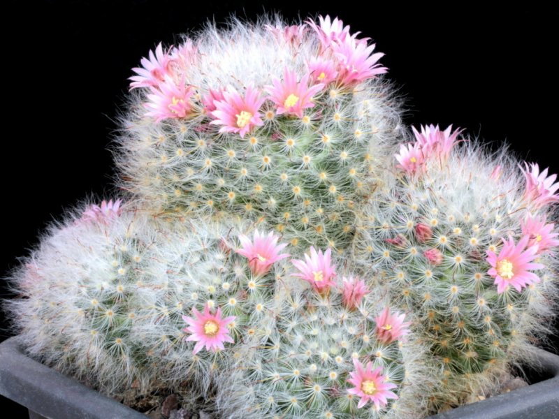 Mammillaria bocasana 