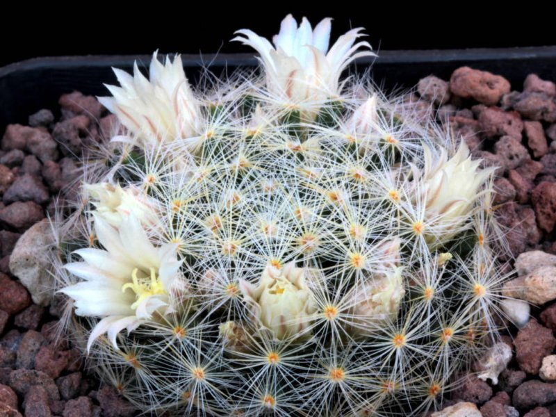 Mammillaria schiedeana v. dumetorum 