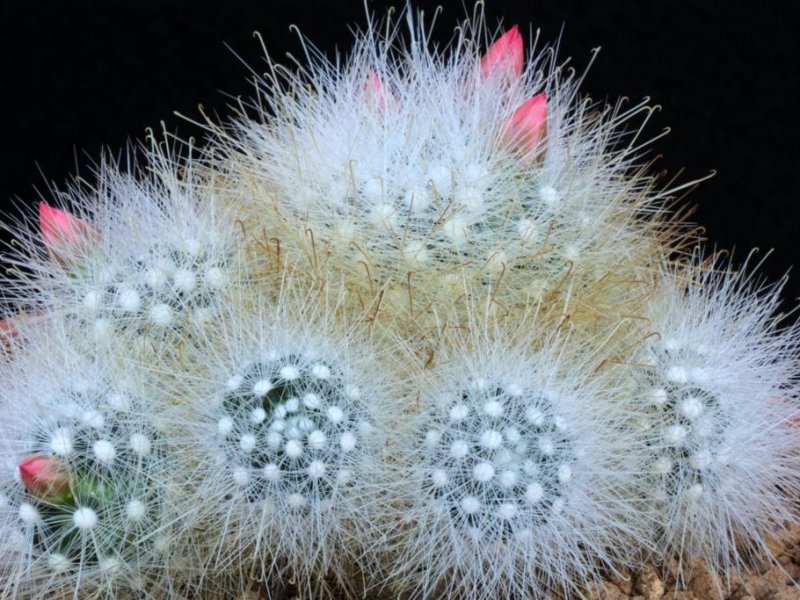 Mammillaria senilis 