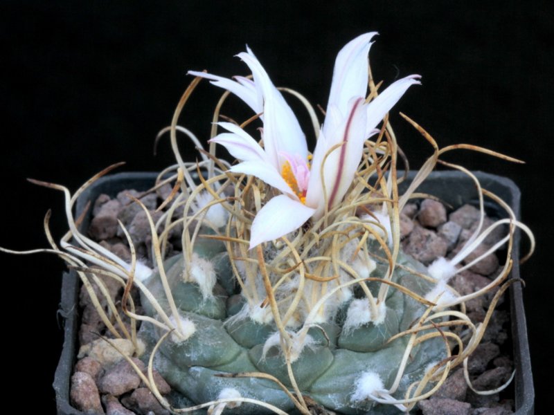 Turbinicarpus macrochele TCG 3002