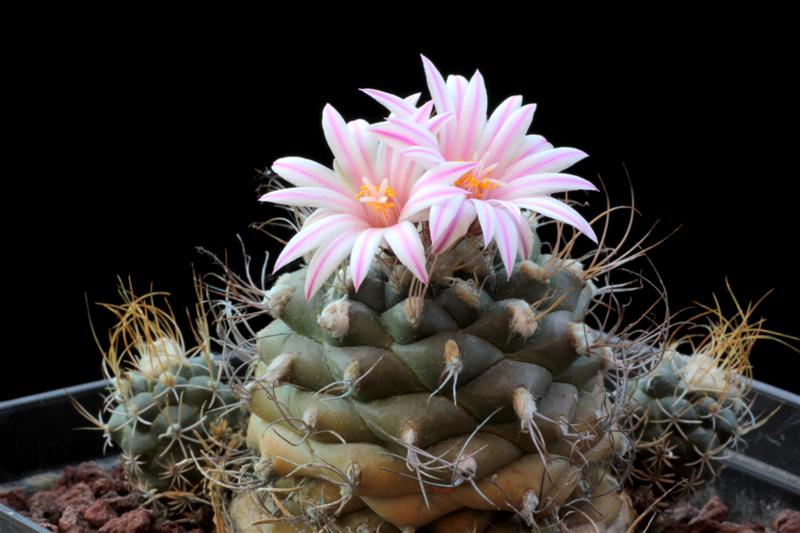 Turbinicarpus pseudomacrochele 