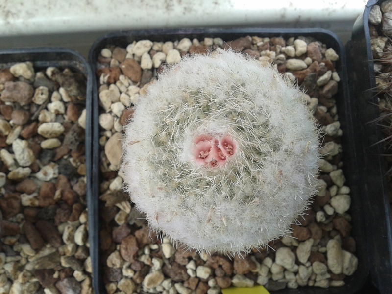 Epithelantha micromeris 