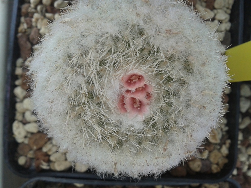 Epithelantha micromeris 