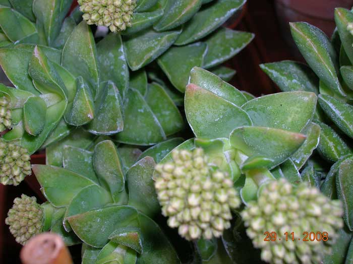 Crassula cv. bride's bouquet 