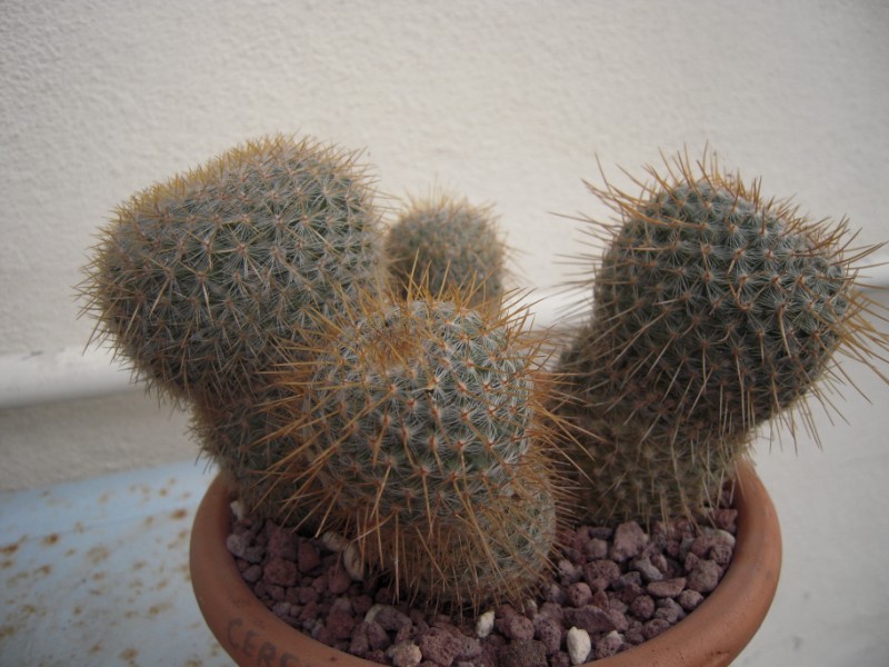 Mammillaria muehlenpfordtii 