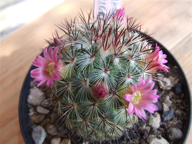 Mammillaria microhelia 