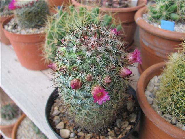 Mammillaria microhelia 