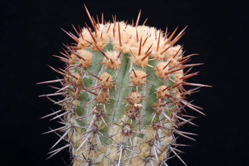 Copiapoa calderana 