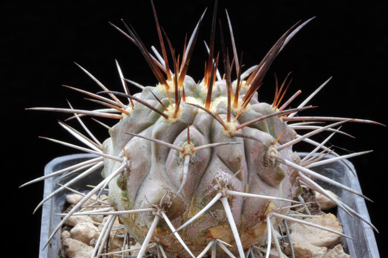 Copiapoa cinerea v. dealbata 