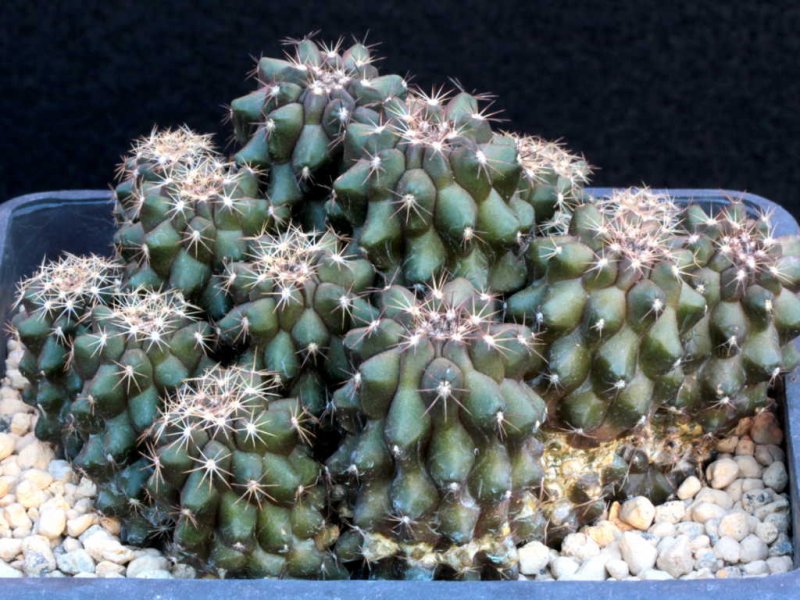 Copiapoa humilis 