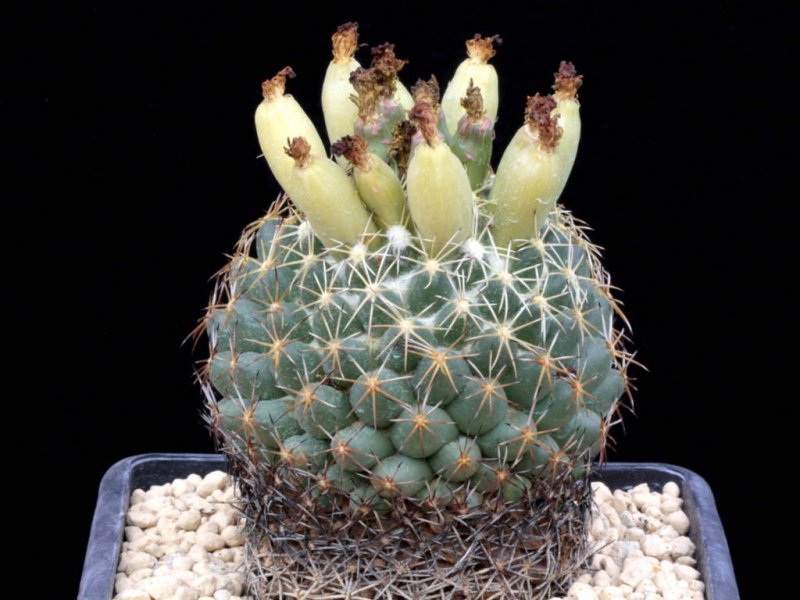 Coryphantha cornifera 