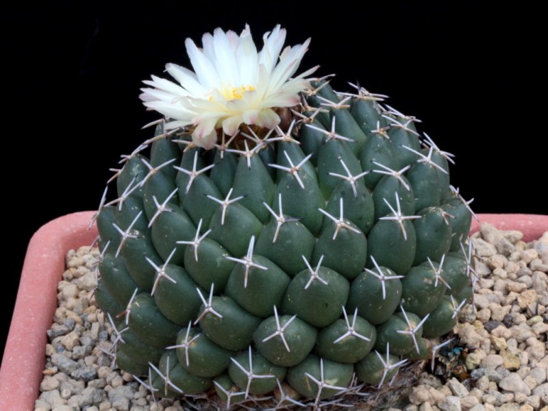 Coryphantha maiz-tablasensis 