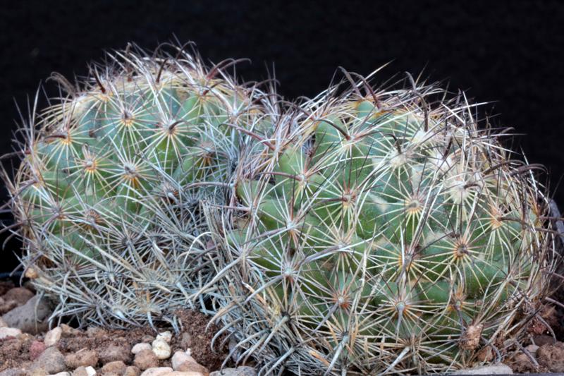 Coryphantha compacta SB 42