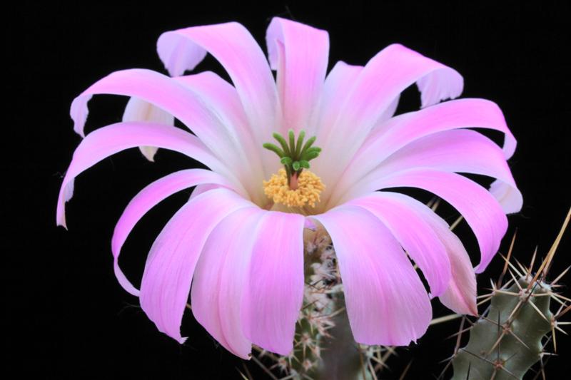 Echinocereus pentalophus 