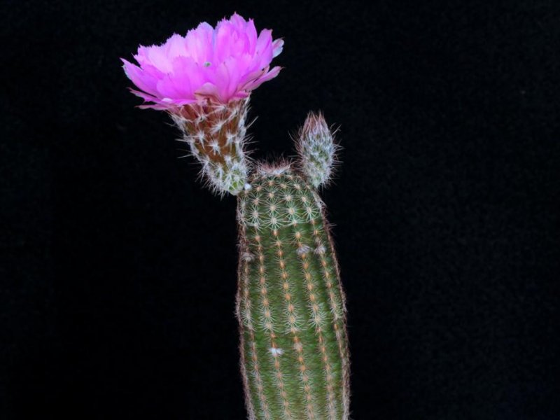 Echinocereus reichenbachii ssp. perbellus 