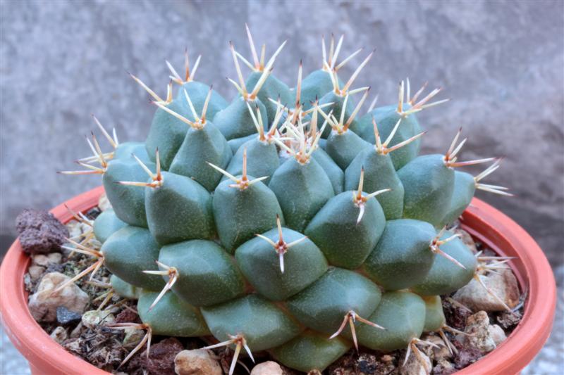 Mammillaria crassimammillis L 1069