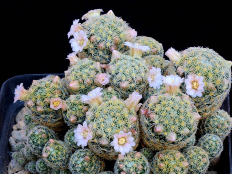 Mammillaria giselae 