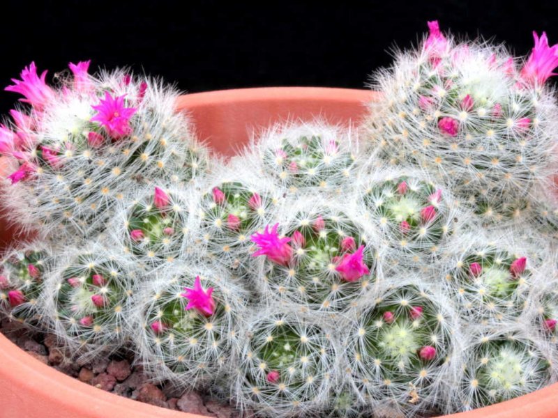 Mammillaria laui ssp. dasyacantha 