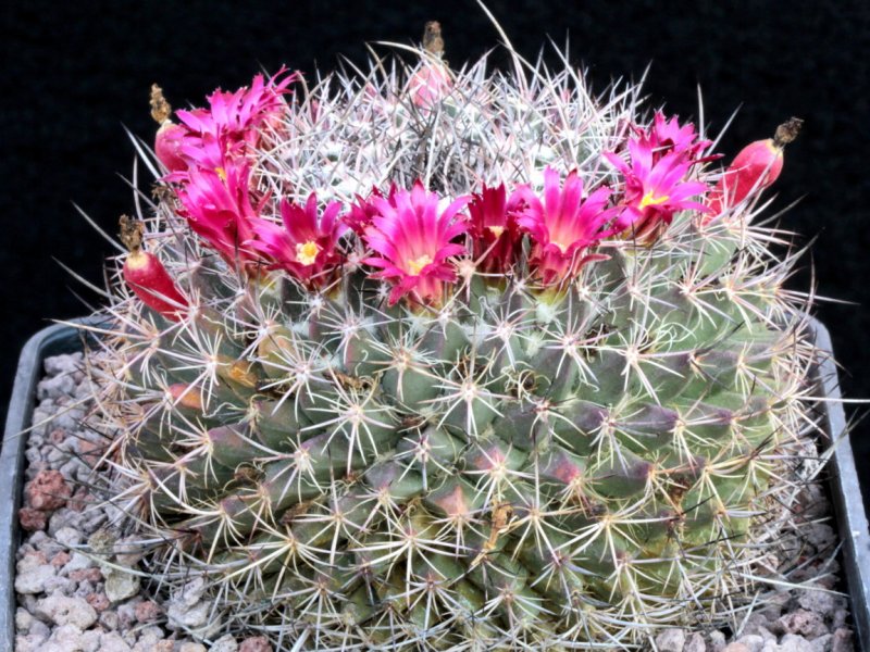 Mammillaria mystax Z 78