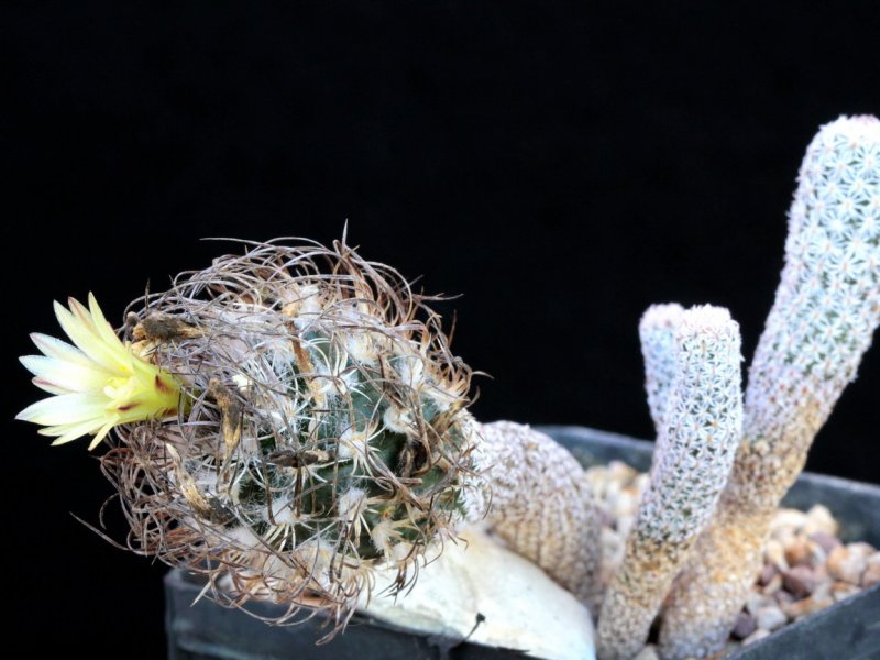 turbinicarpus krainzianus f. minima